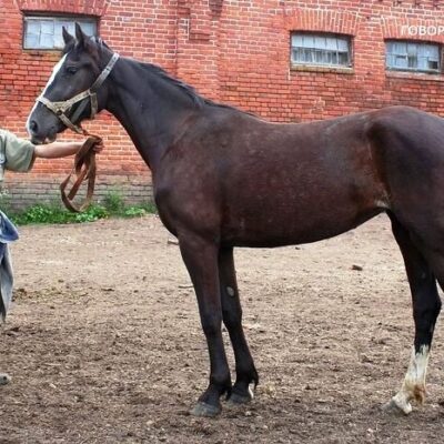 Заводская матка Говорушка, давшая заводу одного из резвейших жеребцов хозяйства Гепарина 2.01,2